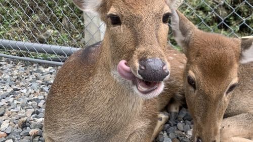 Yilan Deer Papa Farm