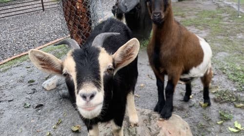 Yilan Deer Papa Farm