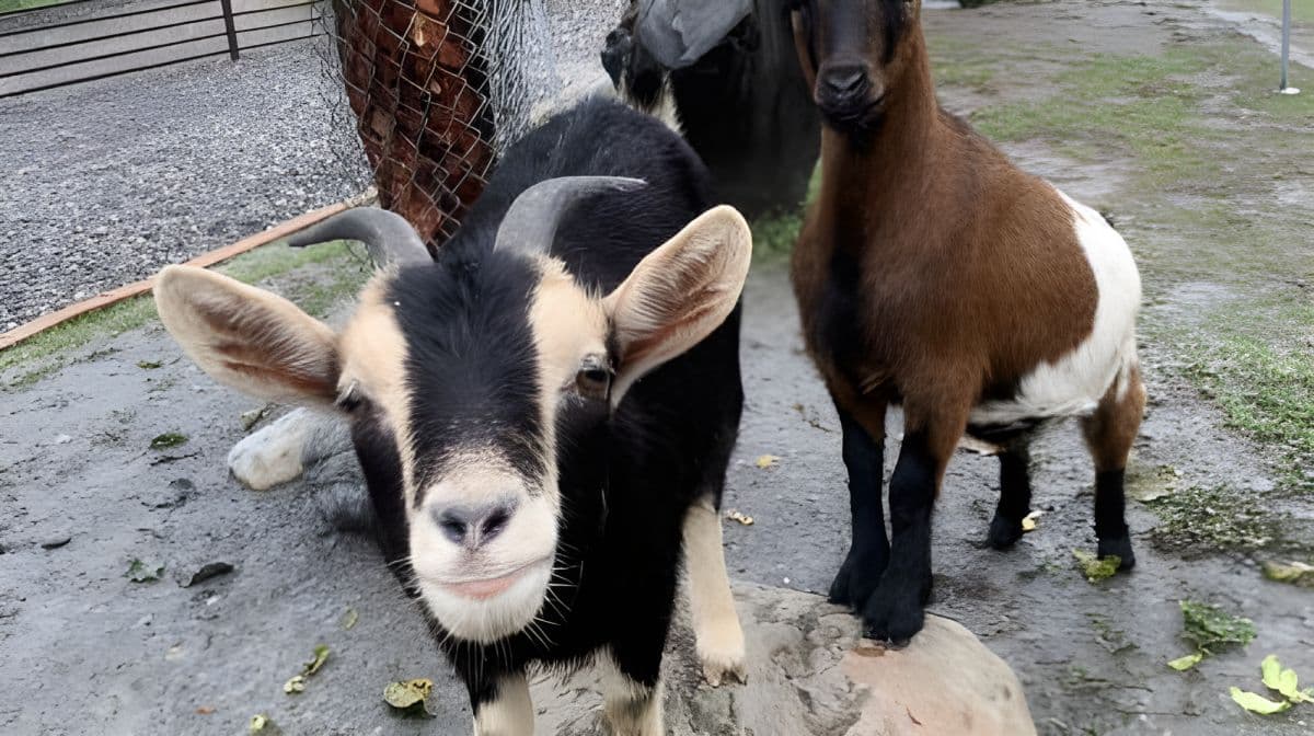 Yilan Deer Papa Farm