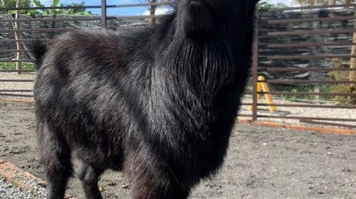 Yilan Deer Papa Farm