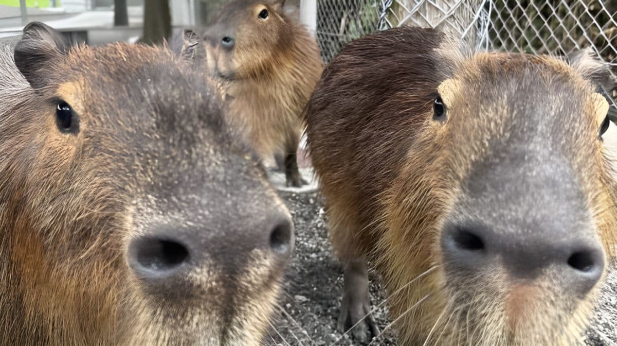 Yilan Deer Papa Farm