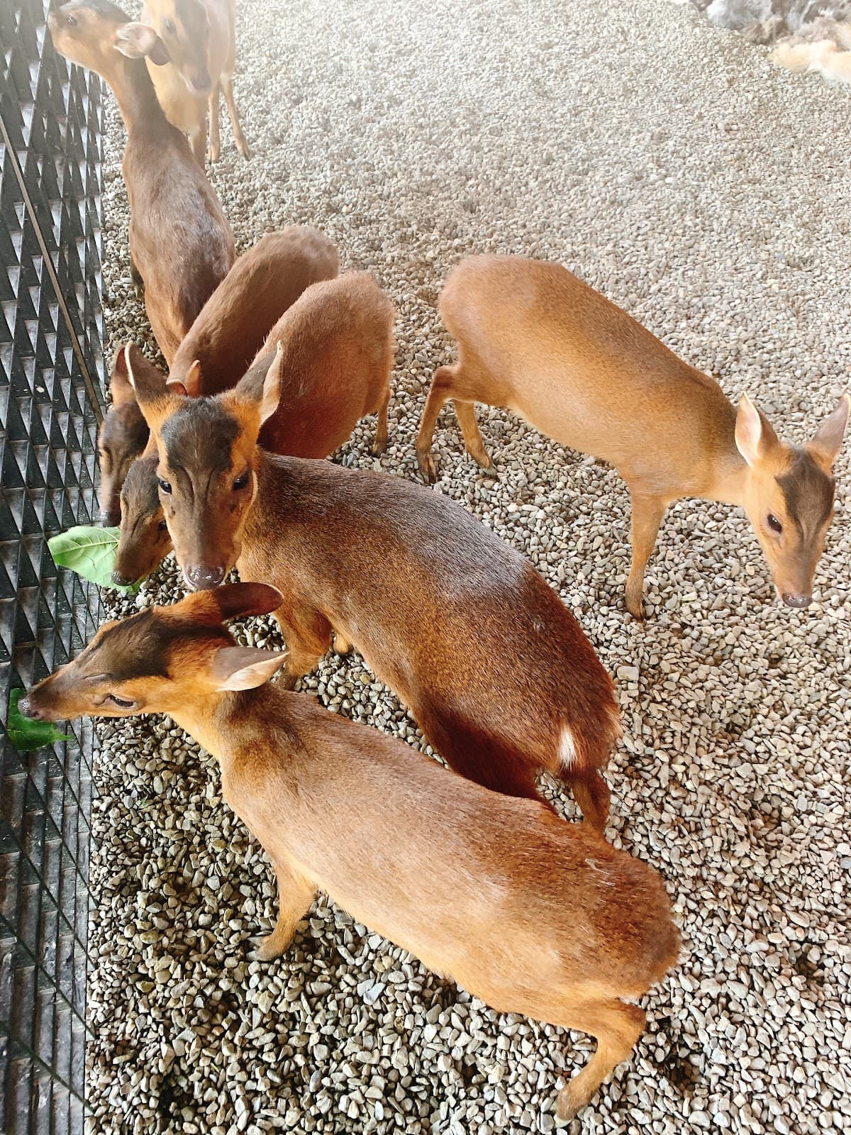 Zhang Mei Ama's Farm Pet Paradise