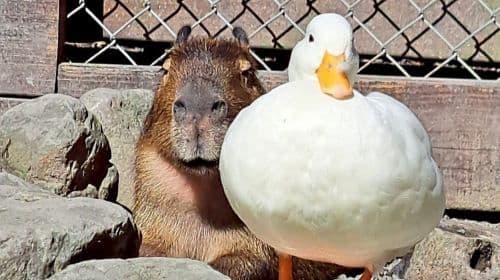 Zhang Mei Ama's Farm Pet Paradise