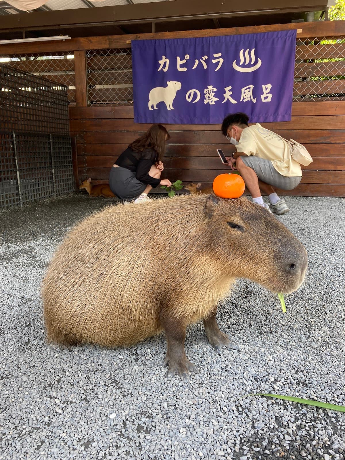Zhang Mei Ama’s Farm