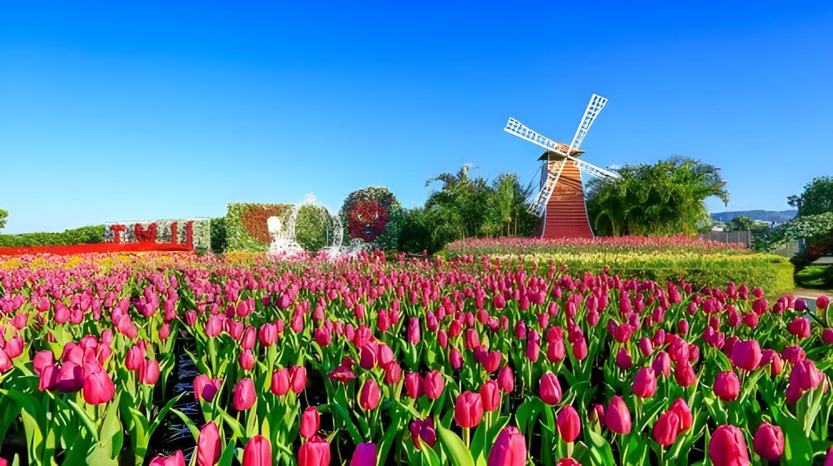 Zhongshe Flower Market + Gaomei Wetland one-day tour Day Tours
