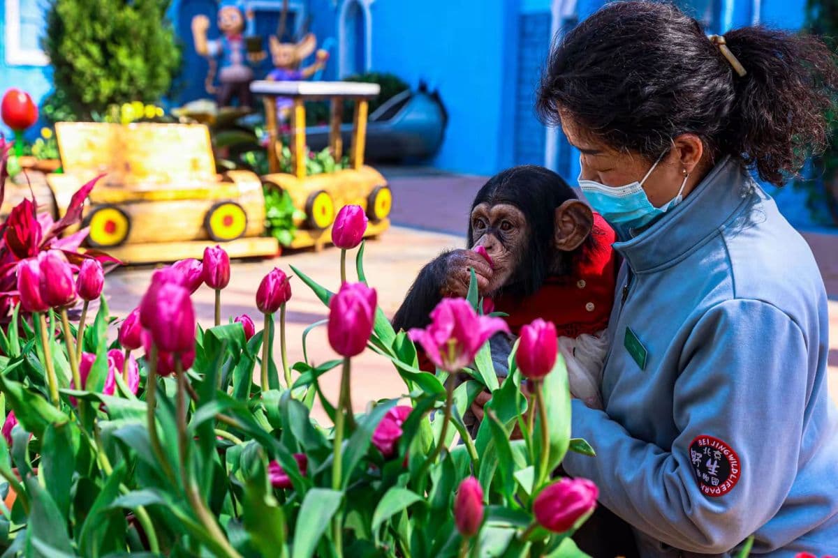 Beijing Wildlife Park Tickets