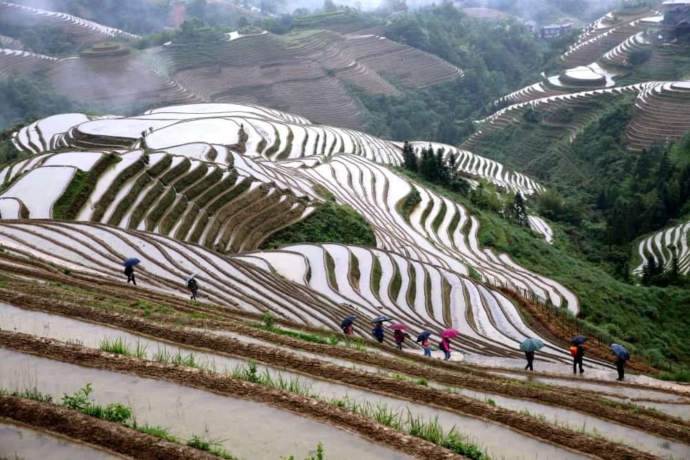 Longji Rice Terraces