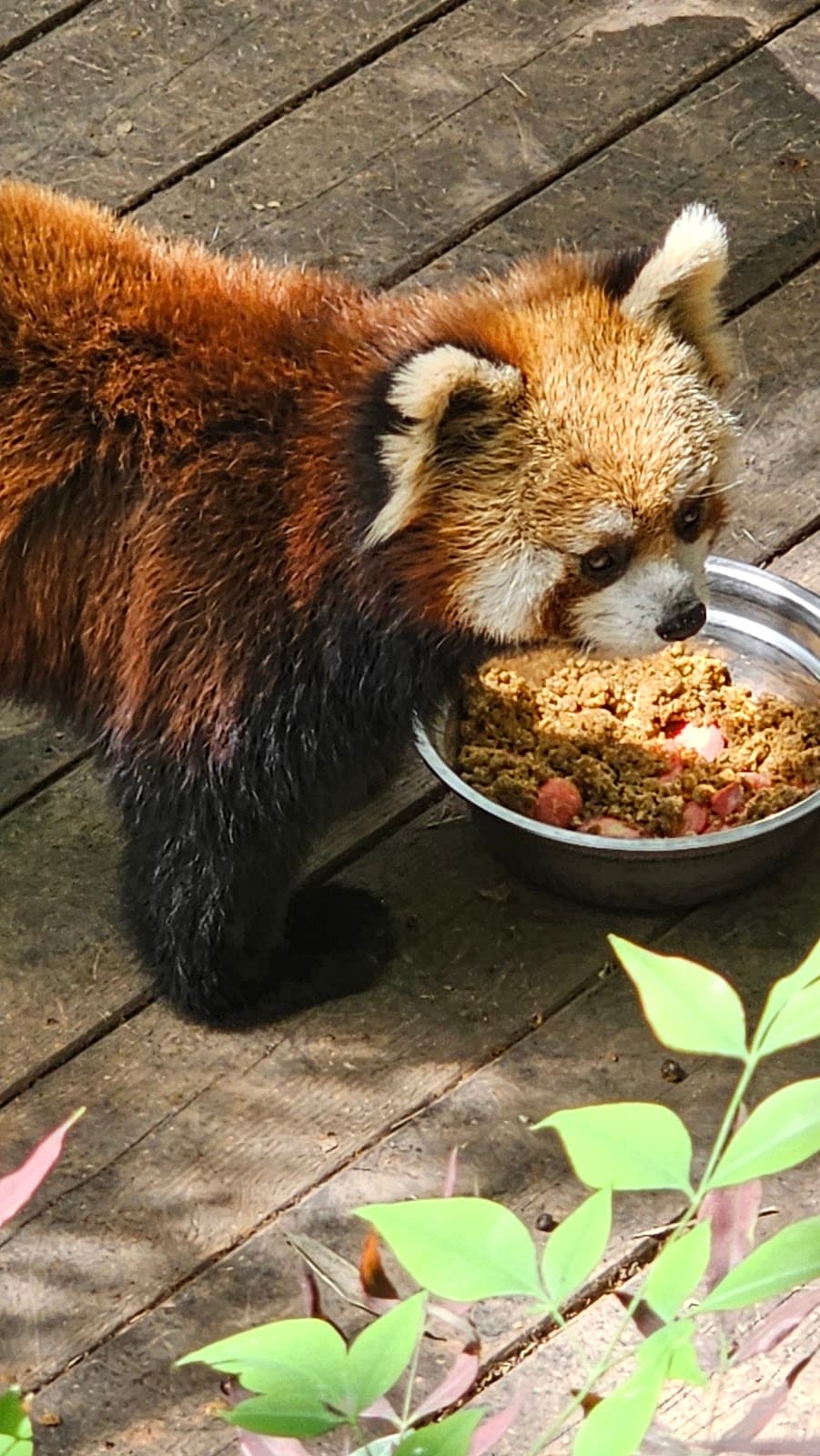Chengdu Research Base of Giant Panda Breeding + Leshan Giant Buddha 1-day tour