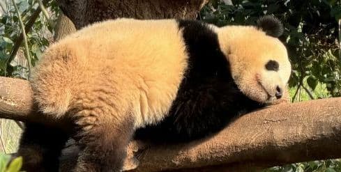 Chengdu Research Base of Giant Panda Breeding + Leshan Giant Buddha 1-day tour