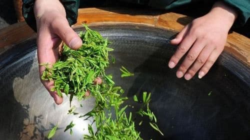 Experience Chengdu: Private Tea-Making Day Tour of Mengdingshan Tea Plantation