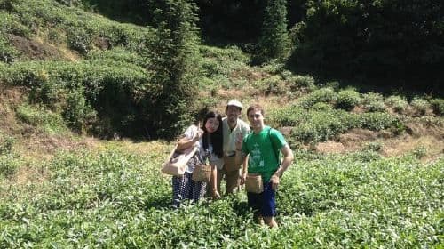 Experience Chengdu: Private Tea-Making Day Tour of Mengdingshan Tea Plantation