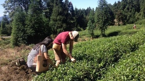 Experience Chengdu: Private Tea-Making Day Tour of Mengdingshan Tea Plantation