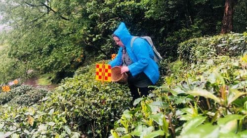Experience Chengdu: Private Tea-Making Day Tour of Mengdingshan Tea Plantation