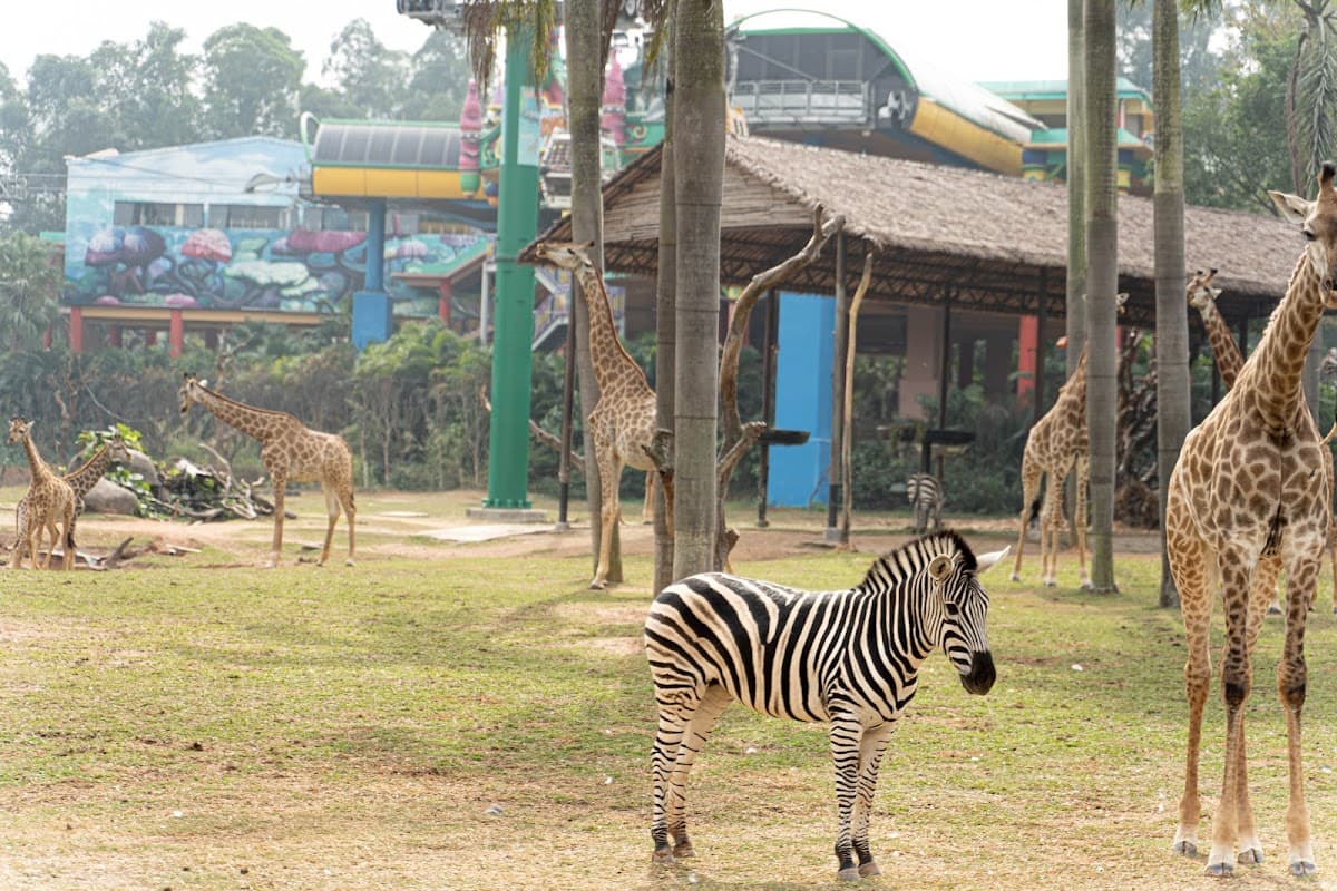 Guangzhou  Chimelong Birds Park