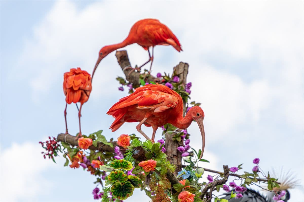 Guangzhou  Chimelong Birds Park