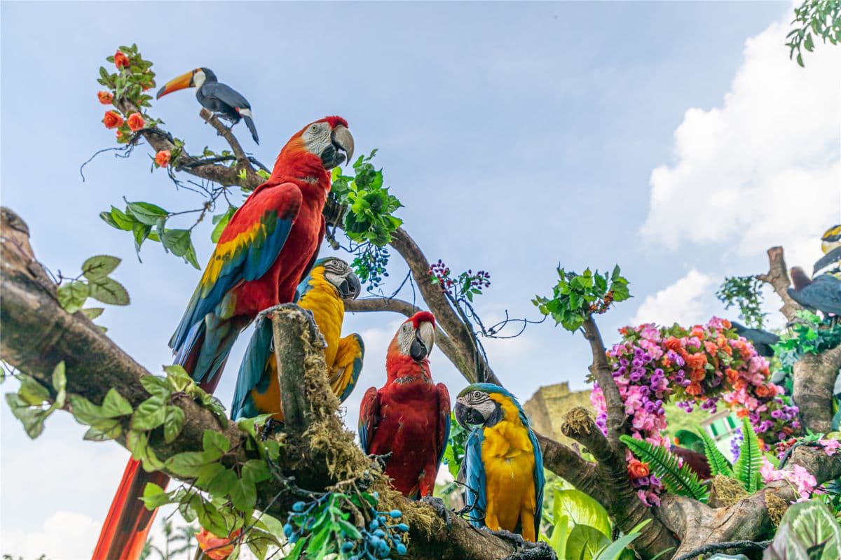 Guangzhou  Chimelong Birds Park