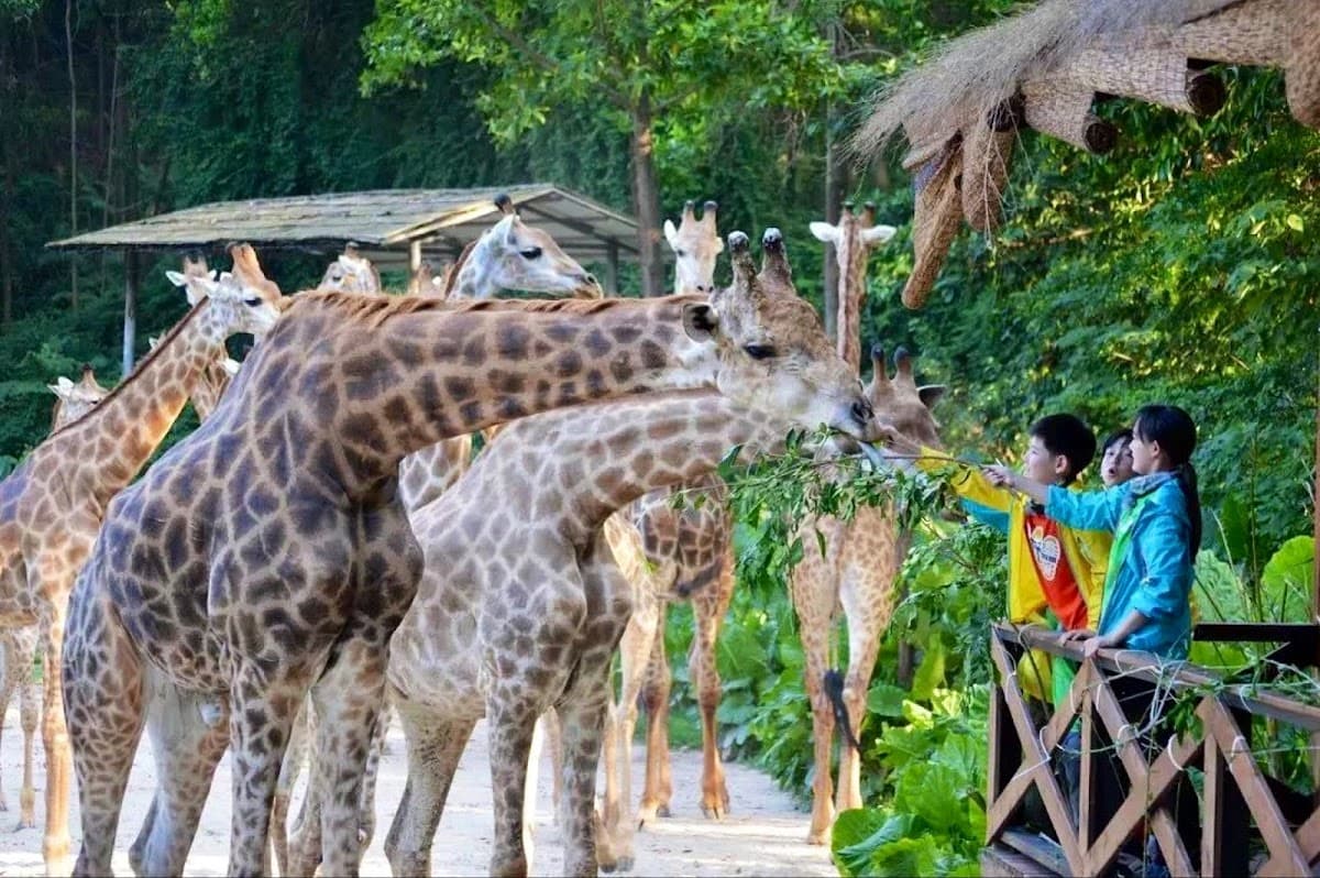 Guangzhou Chimelong Safari Park Entry Ticket