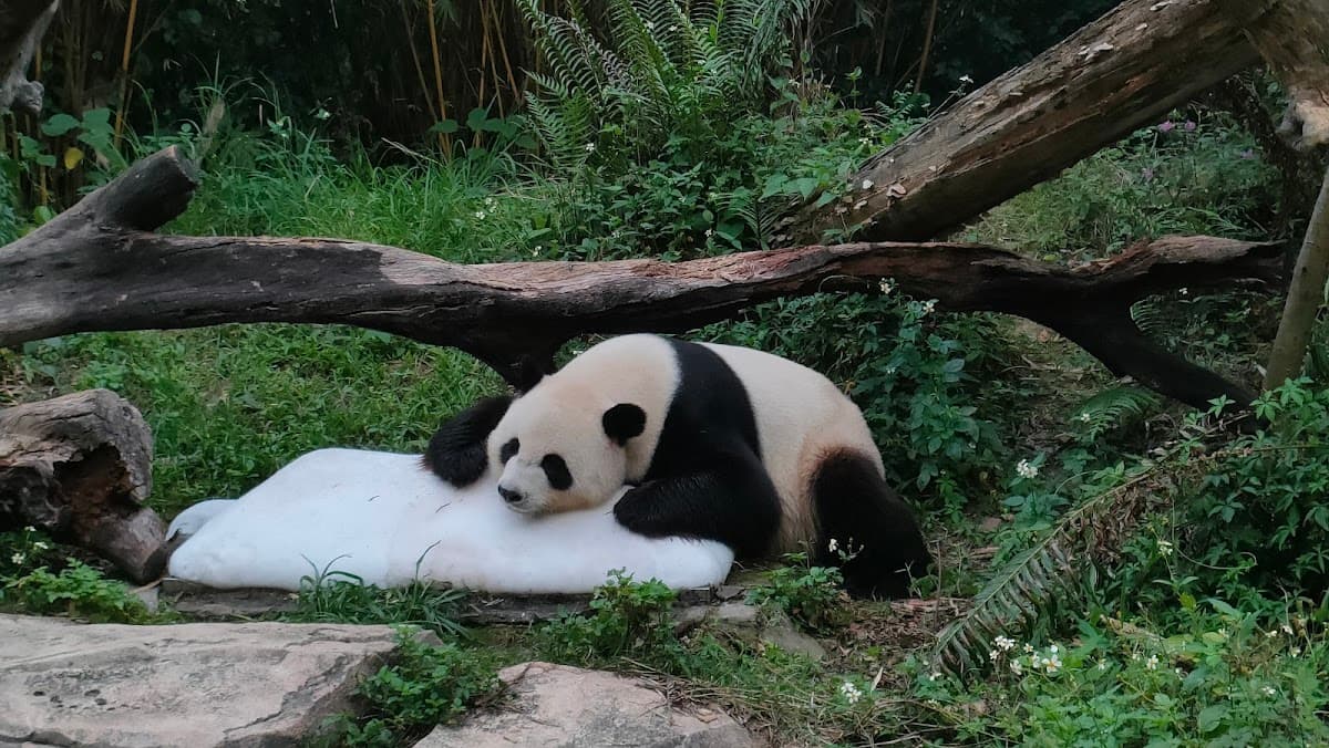 Guangzhou Chimelong Safari Park Entry Ticket