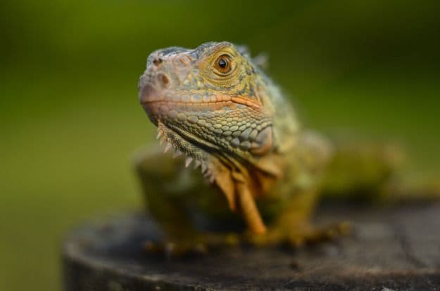 Guangzhou Chimelong Safari Park Entry Ticket