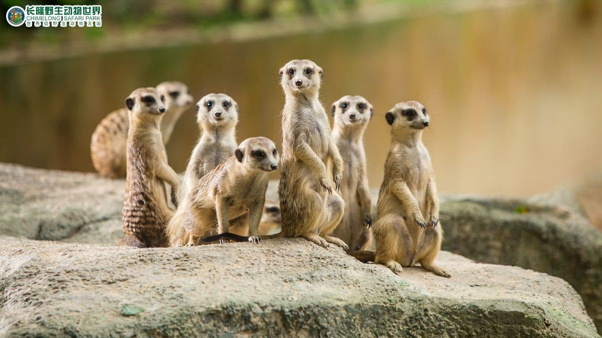 Guangzhou Chimelong Tourist Resort