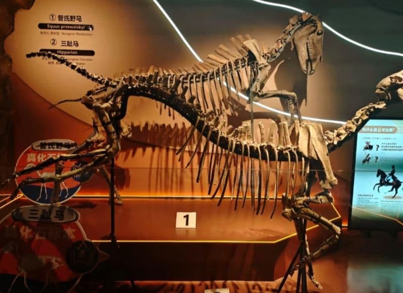 Guangzhou: Grandview Museum of Nature Science Ticket