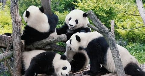 Half-day Panda Base Tour (or Full-day Panda Base +Leshan Giant Buddha Tour)