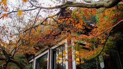 Hangzhou - Green Cloud Path - Gushan Park - Quyuanfenghe (Breeze-Rustled Lotus In Quyuan Garden) - Long Bridge Park Stroll (West Lake's Most Beautiful Corner R) Day Tours