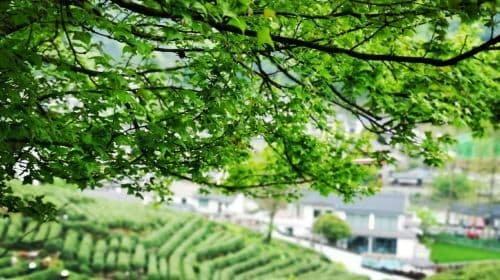 Hangzhou West Lake Longjing Tea Culture In-depth Experience Tea Picking + Tea Roasting + Tea Tasting + guide Day Tours