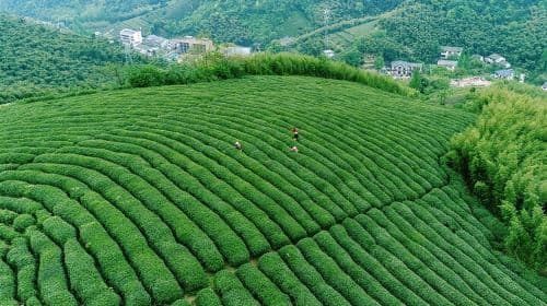 Hangzhou West Lake Longjing Tea Culture In-depth Experience West Lake Ten Scenic Spots + Tea Picking 5KM Light Hiking R Day Tours