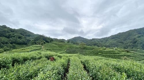 Hangzhou West Lake Longjing Tea Culture In-depth Experience West Lake Ten Scenic Spots + Tea Picking 5KM Light Hiking R Day Tours