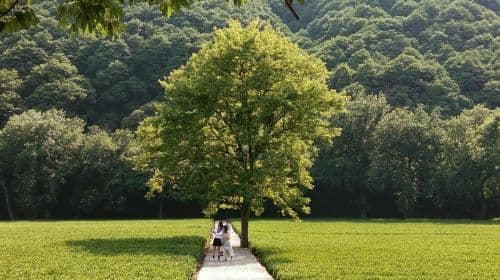 Hangzhou West Lake Longjing Tea Culture In-depth Experience West Lake Ten Scenic Spots + Tea Picking 5KM Light Hiking R Day Tours