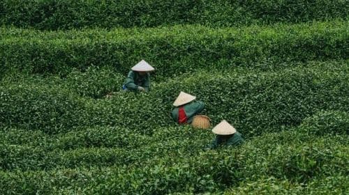 Hangzhou West Lake Scenic Area Meijiawu Village Half Day Tour [cos tea farmers|Meiwu Tea Picking + Tea Roasting + Tea Tasting Experience]