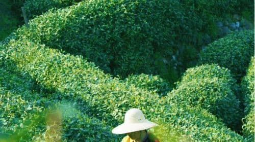 Hangzhou West Lake Scenic Area Meijiawu Village Half Day Tour [cos tea farmers|Meiwu Tea Picking + Tea Roasting + Tea Tasting Experience]