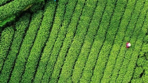 Hangzhou West Lake Scenic Area Meijiawu Village Half Day Tour [cos tea farmers|Meiwu Tea Picking + Tea Roasting + Tea Tasting Experience]