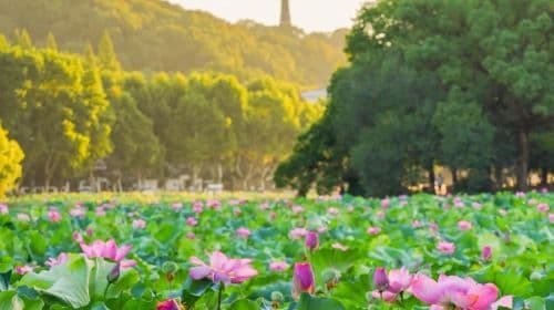 Hangzhou West Lake Scenic Area Rowing Boat (40 minutes) + guide Guide + Leifeng Pagoda admission ticket Half Day Day Tours