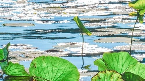 Hangzhou West Lake Scenic Area Rowing Boat (40 minutes) + guide Guide + Leifeng Pagoda admission ticket Half Day Day Tours