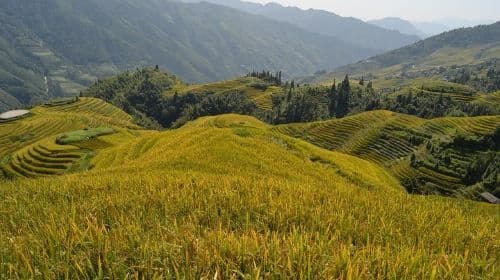 One Day Private Longji Rice Terraces with Minority village tour