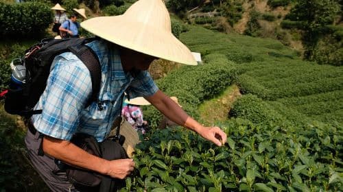 One-Day Hangzhou Dragon Well Tea Culture & West Lake Private Tour Day Tours