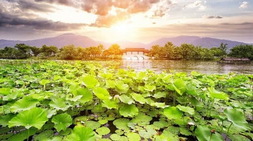One-Day Hangzhou Dragon Well Tea Culture & West Lake Private Tour Day Tours