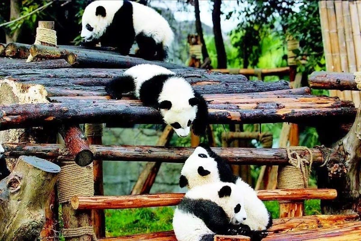 Panda Base + Sanxingdui Day Trip