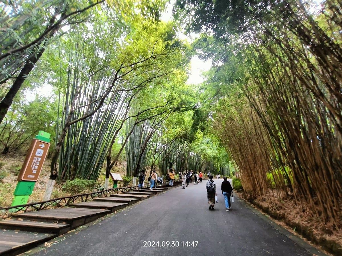 Panda Base + Sanxingdui Day Trip