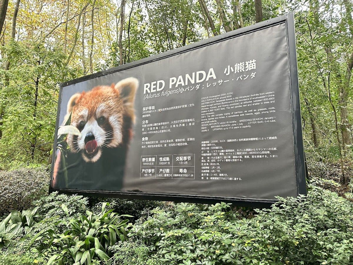 Panda Base + Sanxingdui Day Trip