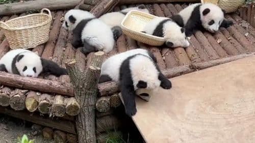 Panda Valley + Dujiangyan or Chengdu Private Tour Day Tours