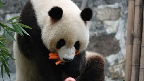 Panda Valley / Dujiangyan / Bipenggou / Sinuniang Scenic Area Private Tour (Customized Itinerary)