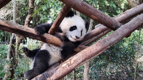 Panda Valley / Dujiangyan / Bipenggou / Sinuniang Scenic Area Private Tour (Customized Itinerary)