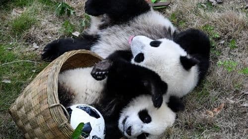 Private Tagestour zur Wolong Panda Base und zur Erdbebenstätte