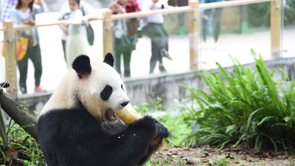 Safari Park Shenzhen