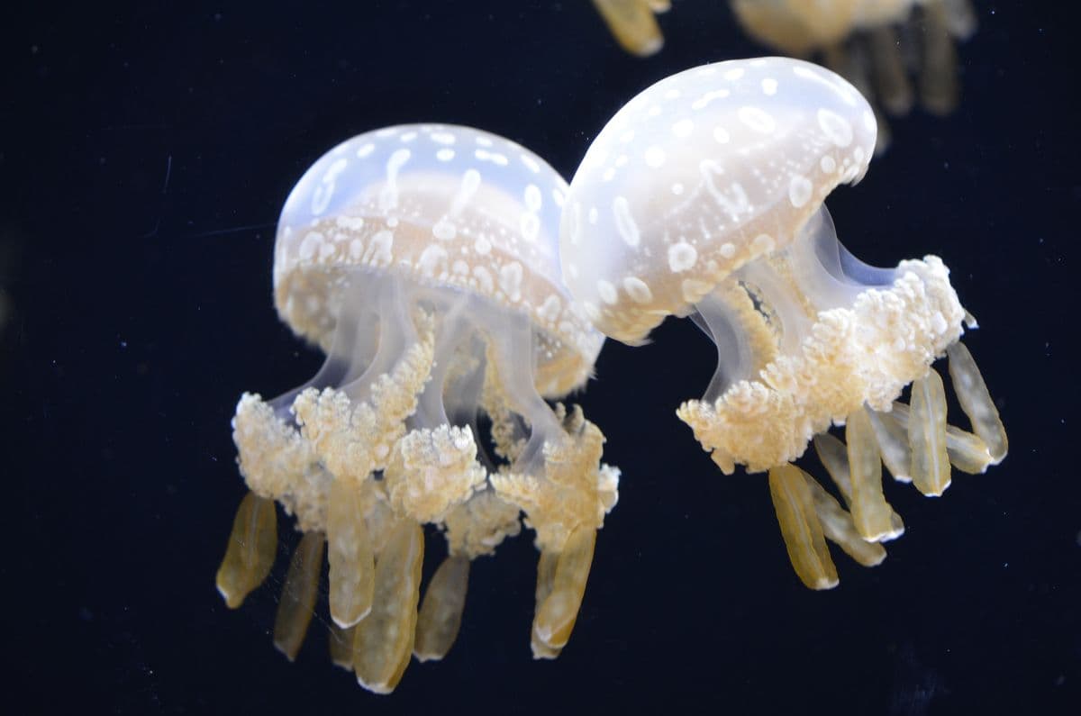 Safari Park Shenzhen