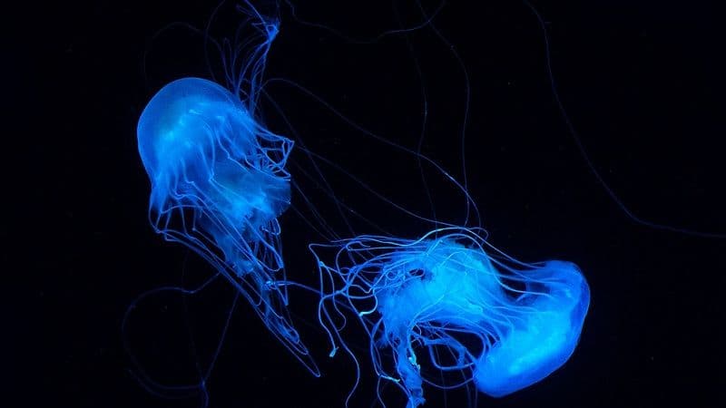 Safari Park Shenzhen