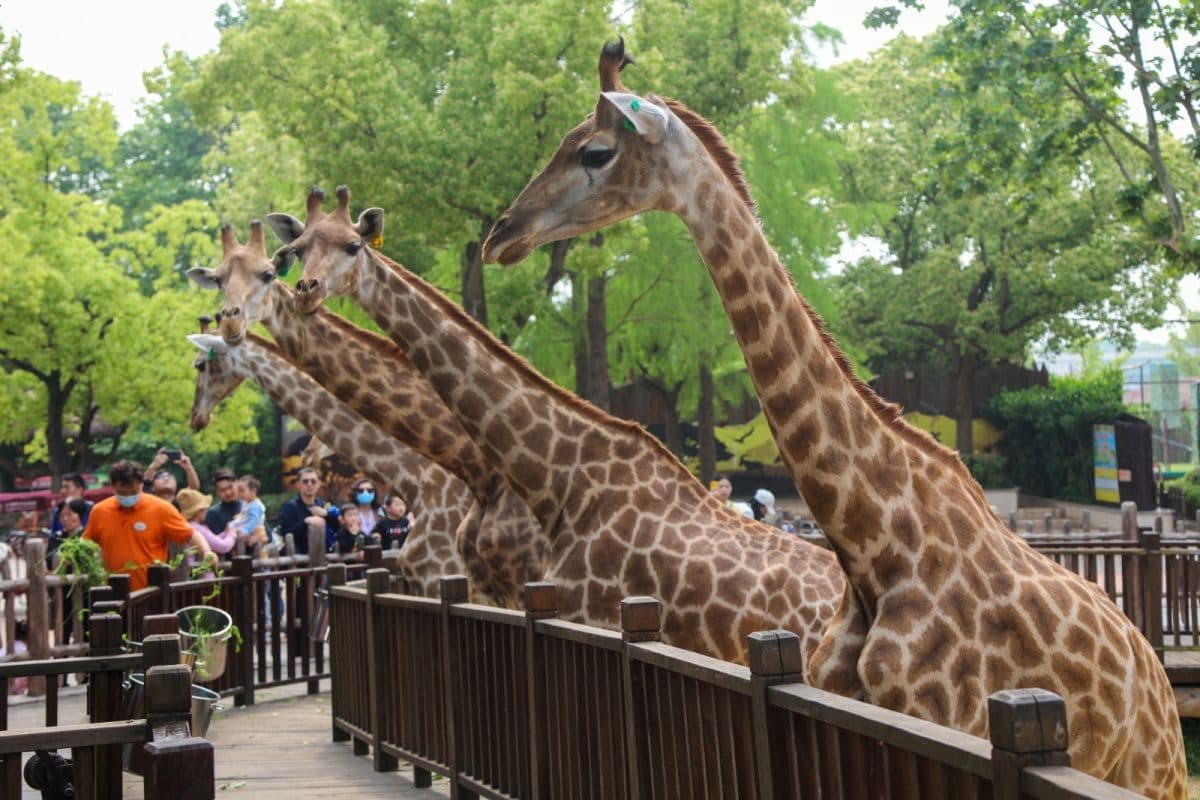 Shanghai Wild Animal Park